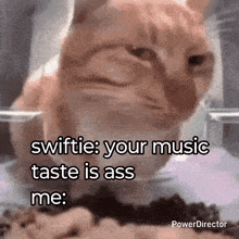 a cat with a caption that says swiftie : your music taste is ass me