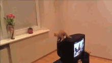 Just By A Nose GIF - Face Plant Cat GIFs