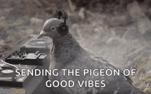 Pigeon GIF