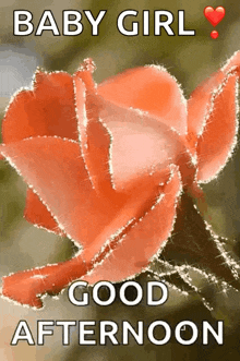 Good Afternoon Flowers GIF - Good Afternoon Flowers Sparkles GIFs