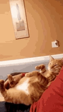 Relaxed Cat GIF - Relaxed Cat Cuddling GIFs