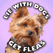 Lie With Dogs Get Fleas GIF