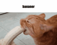 Bananer Cat GIF