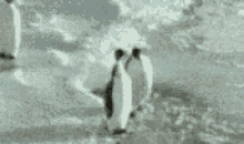 Bully Surprise GIF - Bully Surprise Penguin GIFs