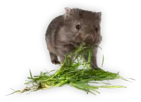 a wombat is eating a bunch of green grass