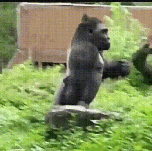 walking-gorilla.gif