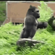 Walking Gorilla GIF - Walking Gorilla GIFs