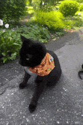 a black cat wearing a bandana that says i love you