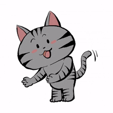 cute cat kitty gray here