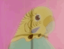 Twitter Budgeriegar GIF - Twitter Budgeriegar Bird GIFs