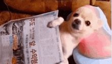 a small white dog is reading a newspaper in a foreign language .