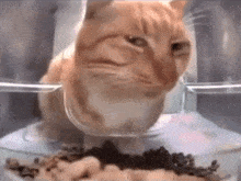 Suspicious Cat GIF - Suspicious Cat Ayo GIFs