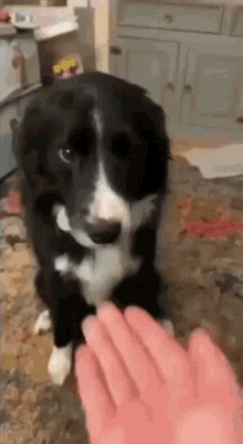 cute dog unexpected pat bite