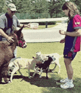 a man and a woman are feeding a donkey and a goat