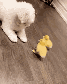dog and baby duck