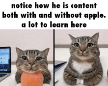 a cat holding an apple in front of a laptop and a tablet