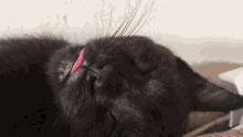 Derp Cat GIF - Derp Cat So GIFs