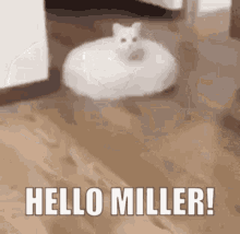 Miller Hello GIF - Miller Hello Cube GIFs