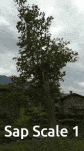 Tree Trees GIF - Tree Trees Sap Scale GIFs