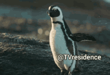 Tvresidence Penguin GIF - Tvresidence Penguin Documentary GIFs