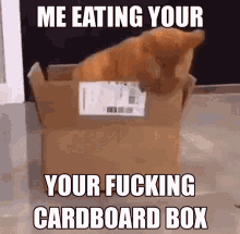 cat cardboard box hungry eating eat