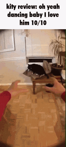 Kitty Review Cat GIF - Kitty Review Cat Funny GIFs