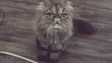 Persian Persian Cat GIF - Persian Persian Cat Long Hair Cat GIFs