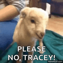 a baby goat is sitting on a person 's lap with the words `` please no tracey '' written on it .