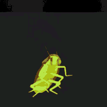 Roach GIF