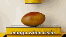 Mangocecin Mangowhencecin GIF - Mangocecin Cecin Mango GIFs