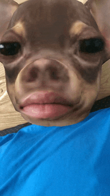 a close up of a dog 's face with a blue shirt behind it