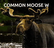 Moose Moose Man GIF - Moose Moose Man GIFs