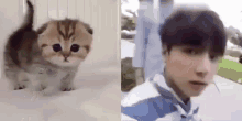 Jungkook Cat Kitty Koo GIF - Jungkook Cat Kitty Koo Jungkoo Kitten GIFs