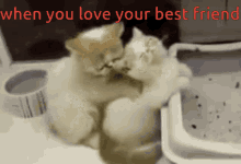 meow myboii99 massage cat love
