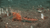a fish with a long tail is crawling on the ground in the water .