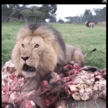 Lion Eating GIF - Lion Eating Guard GIFs