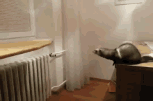 Reaching For Your Goals GIF - Ferret Leap Jump GIFs