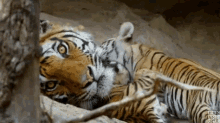 wake up parenting life with kids nibble tiger cub