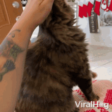 Petting The Cat Viralhog GIF - Petting The Cat Viralhog Stroking The Head GIFs