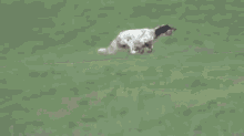 dog running run