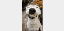 smile dog