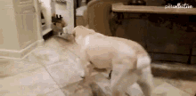 Closing Refrigerator The Pet Collective GIF - Closing Refrigerator The Pet Collective Smart Dog GIFs