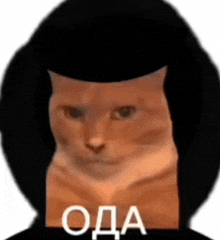 a cat is wearing a black hat and has the word oda on it