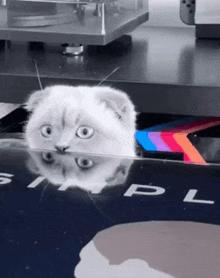 a white cat is sitting on top of a table with a tesla logo on it