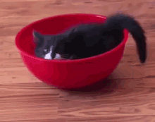 cat bowl funny kitten