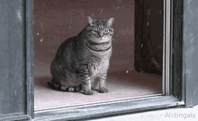 Cat Snow GIF - Cat Snow Cant Go Out GIFs