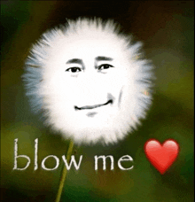 a dandelion with a man 's face and the words blow me below it