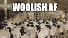 woolish af woolish nftech wool shepherd