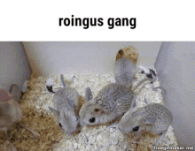 Gang Roingus Gang GIF - Gang Roingus Gang Roingus GIFs