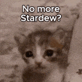 Cat Alre Kitten Sad GIF - Cat Alre Kitten Sad Cat Stardew GIFs